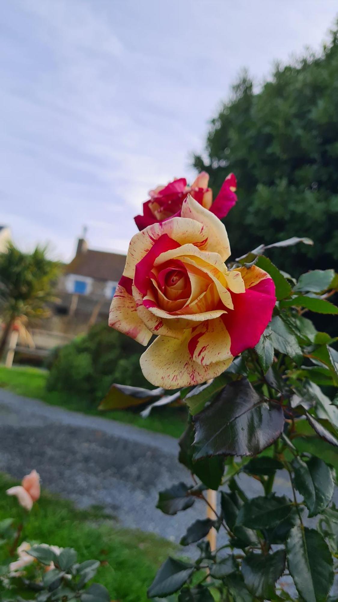 Lesroses1680 Bed & Breakfast Blainville-sur-Mer Eksteriør bilde