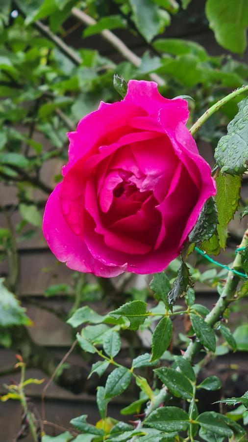 Lesroses1680 Bed & Breakfast Blainville-sur-Mer Eksteriør bilde