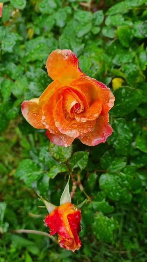 Lesroses1680 Bed & Breakfast Blainville-sur-Mer Eksteriør bilde