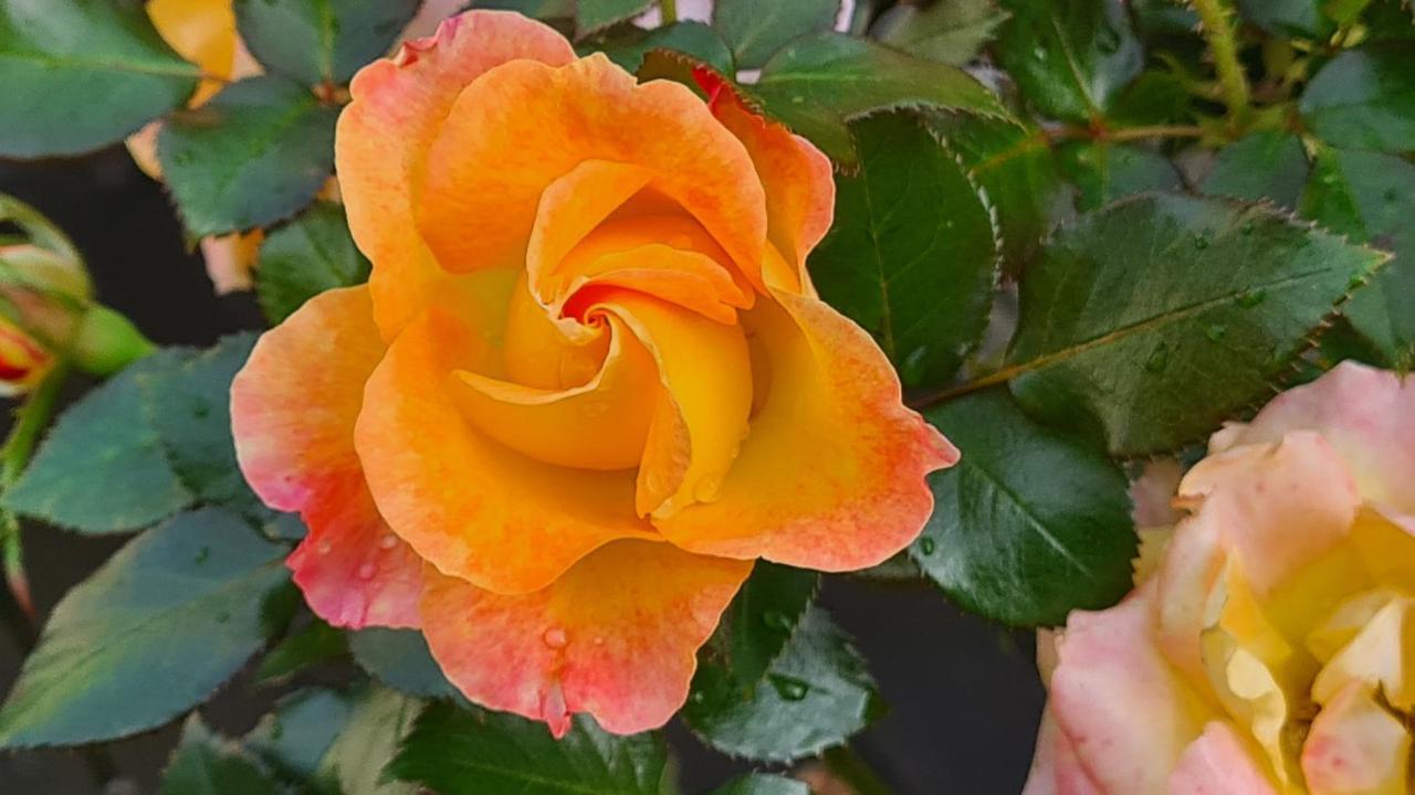 Lesroses1680 Bed & Breakfast Blainville-sur-Mer Eksteriør bilde