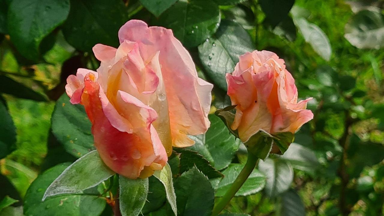 Lesroses1680 Bed & Breakfast Blainville-sur-Mer Eksteriør bilde